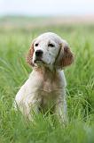SETTER ANGLAIS 237